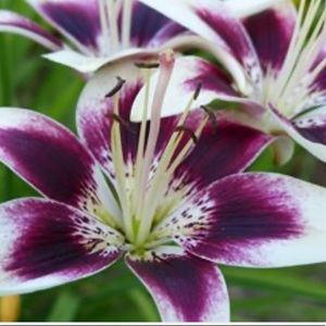 Meet your Posher, Kellee